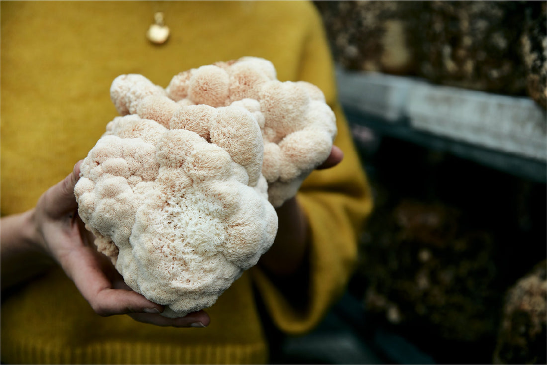 Lion’s Mane and the Mushroom Renaissance: Why Functional Mushrooms Are Everywhere Right Now